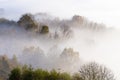 Forest of fog. The fog covers the forest in municipality of Orendain, Euskadi Royalty Free Stock Photo