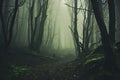 Forest in fog creating a mysterious atmosphere Royalty Free Stock Photo