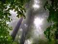 Forest in fog. Fall woods. Enchanted autumn forest in fog in the morning. Old Tree. Landscape with trees HDR Royalty Free Stock Photo