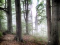 Forest in fog. Fall woods. Enchanted autumn forest in fog in the morning. Old Tree. Landscape with trees HDR Royalty Free Stock Photo