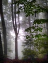 Forest in fog. Fall woods. Enchanted autumn forest in fog in the morning. Old Tree. Landscape with trees HDR Royalty Free Stock Photo