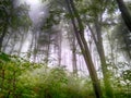 Forest in fog. Fall woods. Enchanted autumn forest in fog in the morning. Old Tree. Landscape with trees HDR Royalty Free Stock Photo