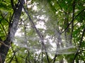 Forest in fog. Fall woods. Enchanted autumn forest in fog in the morning. Old Tree. Landscape with trees HDR Royalty Free Stock Photo