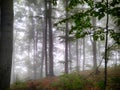 Forest in fog. Fall woods. Enchanted autumn forest in fog in the morning. Old Tree. Landscape with trees HDR Royalty Free Stock Photo