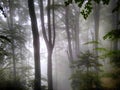 Forest in fog. Fall woods. Enchanted autumn forest in fog in the morning. Old Tree. Landscape with trees HDR Royalty Free Stock Photo