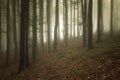 Forest with fog and light trough trees Royalty Free Stock Photo