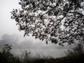 Forest with fog and misty countryside in thailand Royalty Free Stock Photo