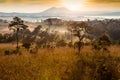 Forest and fog in the morning at Tung Salang Luang National Park