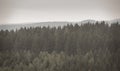 Forest in fog. Nostalgic vintage look Royalty Free Stock Photo