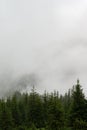 Forest in the fog, rainy and foggy morning in the mountains. Royalty Free Stock Photo