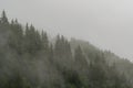 Forest in the fog, rainy and foggy morning in the mountains. Top of pine and spruce in the highlands after rain. Royalty Free Stock Photo