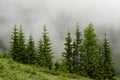 Forest in the fog, rainy and foggy morning in the mountains. Top of pine and spruce in the highlands after rain. Royalty Free Stock Photo