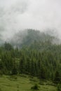 Forest in the fog, rainy and foggy morning in the mountains. Top of pine and spruce in the highlands after rain. Royalty Free Stock Photo