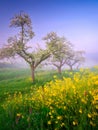 The forest during the fog. Soft light during sunrise. Blooming trees and grasses with flowers. Royalty Free Stock Photo