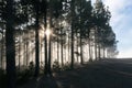 Forest fog sun rays in Teide National Park Tenerife island Canarias Royalty Free Stock Photo