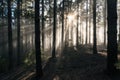 Forest fog sun rays in Teide National Park Tenerife Canary Islands Canaries Spain Royalty Free Stock Photo