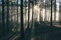 Forest fog sun rays in Teide National Park Tenerife Canary Islands Canaries Spain Royalty Free Stock Photo