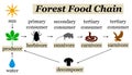 Forest food chain Royalty Free Stock Photo