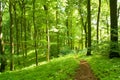 Forest footpath