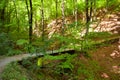 Forest with footpath Royalty Free Stock Photo