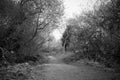 Forest Footpath, Black-White Photograph, High Contrast