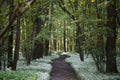 Forest footpath in floodplain forest with flowering bear garlic.