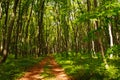 Forest footpath in green deciduous woods among the trees, freshness of nature