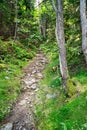 Forest Footpath Royalty Free Stock Photo