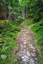 Forest Footpath Royalty Free Stock Photo