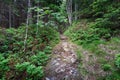 Forest Footpath Royalty Free Stock Photo