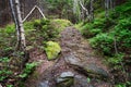 Forest Footpath Royalty Free Stock Photo