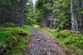 Forest Footpath