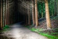 Forest footpath at sunset