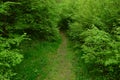 Forest footpath Royalty Free Stock Photo