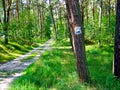 Forest, forest path. Green forest, trees, holidays