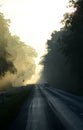 Forest framed road in misty morning light