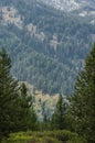 Forest framed between trees