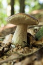 Forest fresh porcini mushrooms, autumn delicious boletus. Wild penny bun, cep, porcino Royalty Free Stock Photo