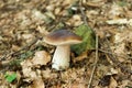 Forest fresh porcini mushrooms, autumn delicious boletus. Wild penny bun, cep, porcino Royalty Free Stock Photo