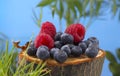 Forest fresh raspberry and blueberry macro Royalty Free Stock Photo