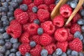 Forest fresh raspberryand blueberry macro Royalty Free Stock Photo