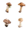 Forest fresh raw edible mushroom Suillus luteus Royalty Free Stock Photo