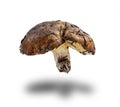 Forest fresh raw edible mushroom Suillus luteus Royalty Free Stock Photo