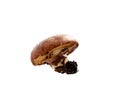 forest fresh raw edible mushroom Suillus luteus isolated on white background Royalty Free Stock Photo