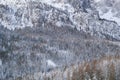 Forest with fresh snow on the steep northern slope of the Sella group in the Alps, seen from Colfosco Alta Badia. Royalty Free Stock Photo