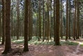 The Forest of Friedrichroda in Thuringia with sun Royalty Free Stock Photo