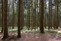 The Forest of Friedrichroda in Thuringia with sun