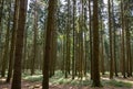 The Forest of Friedrichroda in Thuringia with sun Royalty Free Stock Photo