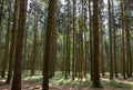 The Forest of Friedrichroda in Thuringia with sun