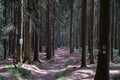 The Forest of Friedrichroda in Thuringia with sun